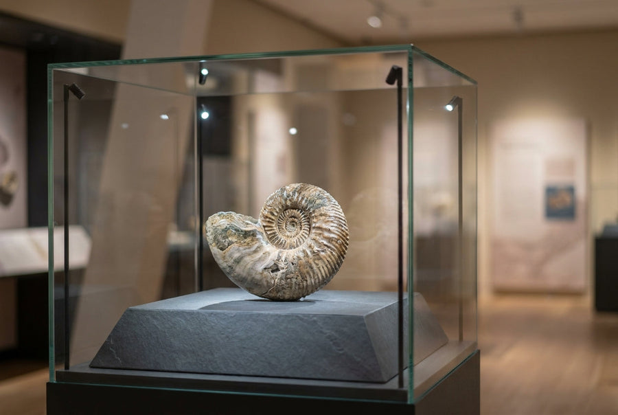 Clear Views, Lasting Legacy: A Guide to Specialized Cleaning for Museum Exhibits header image